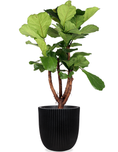 Ficus lyrata verzweigter Stamm (Geigenfeige) (XL)