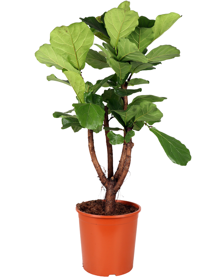 Ficus lyrata verzweigter Stamm (Geigenfeige) (XL)