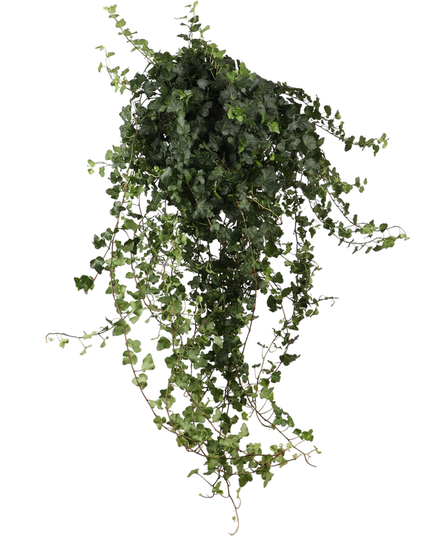 Hedera Helix Wonder (Efeu) kaufen