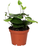 Hemionitis arifolia (Herzfarn) (XS)