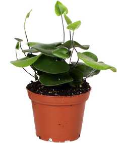 Hemionitis arifolia (Herzfarn) (XS)