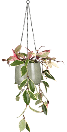 Hoya Carnosa Flamingo Dream (Wachsblume) (S)