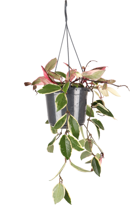 Hoya Carnosa Krimson Queen (Wachsblume) (S)