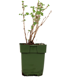 Stachelbeere (Ribes ribest Easy Crisp)