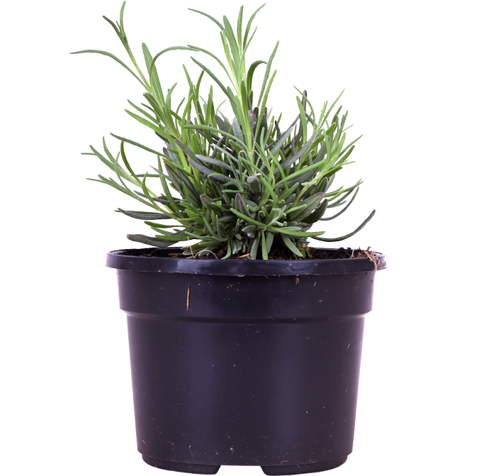 Lavendel (Lavandalu)