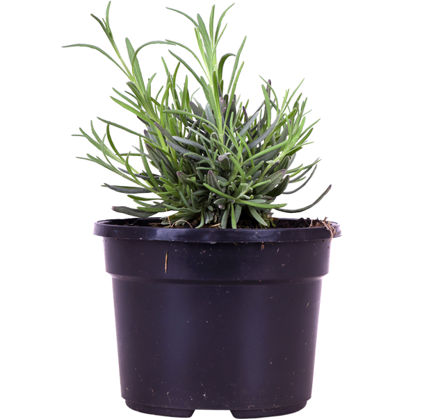 Lavendel Loulou: Bio-Balkonpflanze für Provence-Feeling Zuhause! – Plantsome