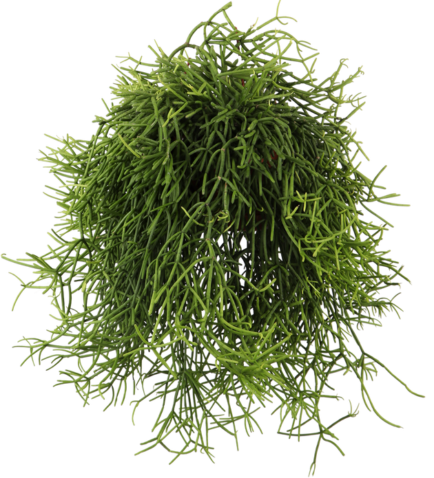 Rhipsalis Heteroclada (Peitschenkaktus) kaufen