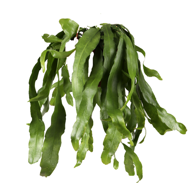 Epiphyllum pumilum (Zwergiger Blattkaktus) kaufen | Plantsome
