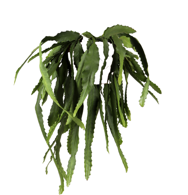blattkaktus bilder Epiphyllum pumilum (Zwergiger Blattkaktus) kaufen