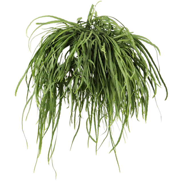 Lepismium bolivianum (Blattkaktus) kaufen