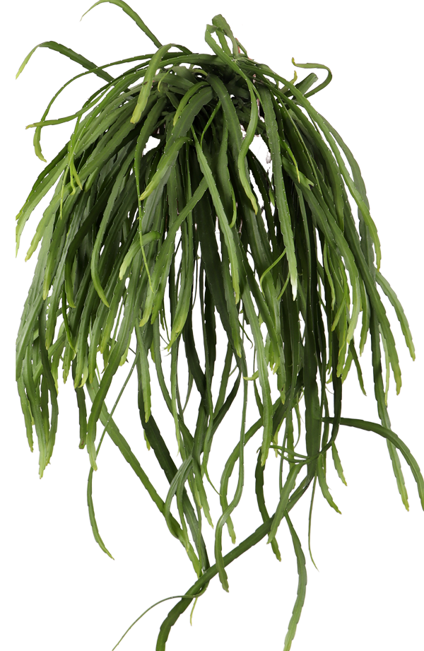 Lepismium bolivianum (Blattkaktus) kaufen
