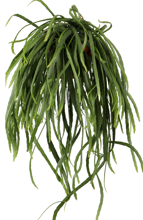 Lepismium bolivianum (Blattkaktus) (S)