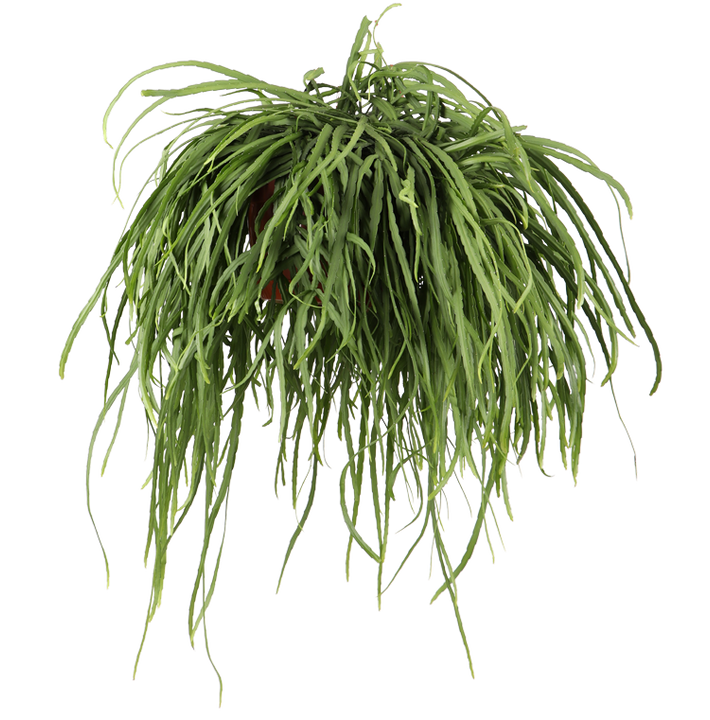 Lepismium bolivianum (Blattkaktus) (M)