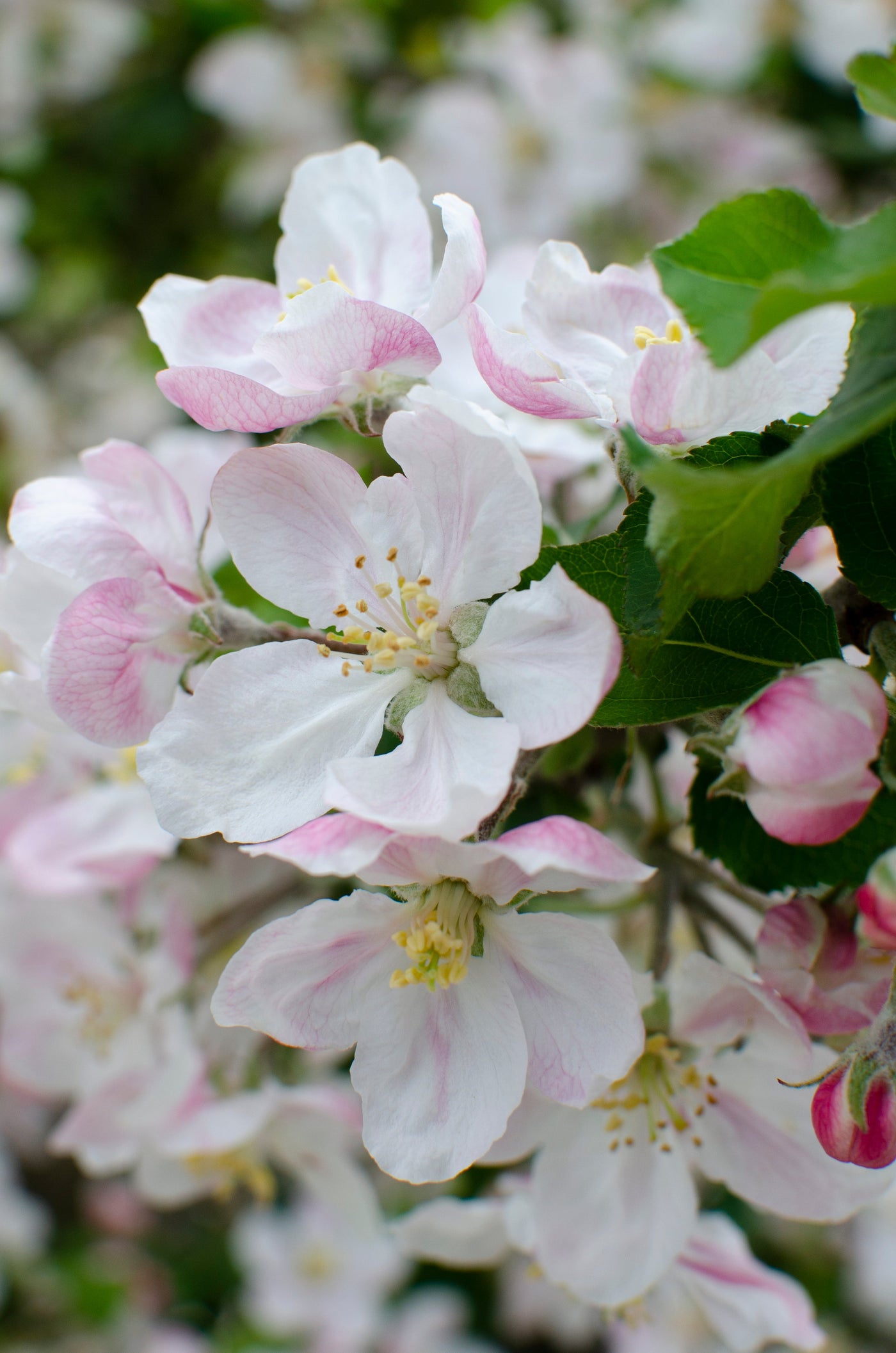 Mini-Obstgarten inspiratie 10