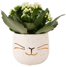 Kalanchoe in einem Ostertopf