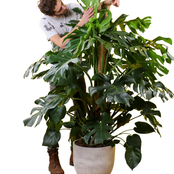 Monstera deliciosa (Fensterblatt) kaufen