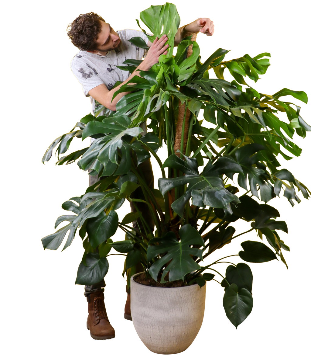 monstera klebt Monstera deliciosa (Fensterblatt) kaufen