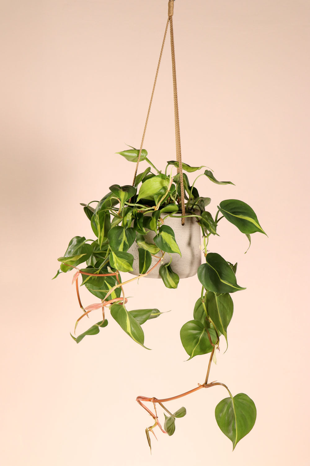 inspiratie