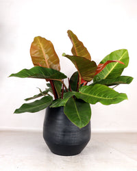 Philodendron Prince of Orange (Baumfreund) (M) inspiratie 1