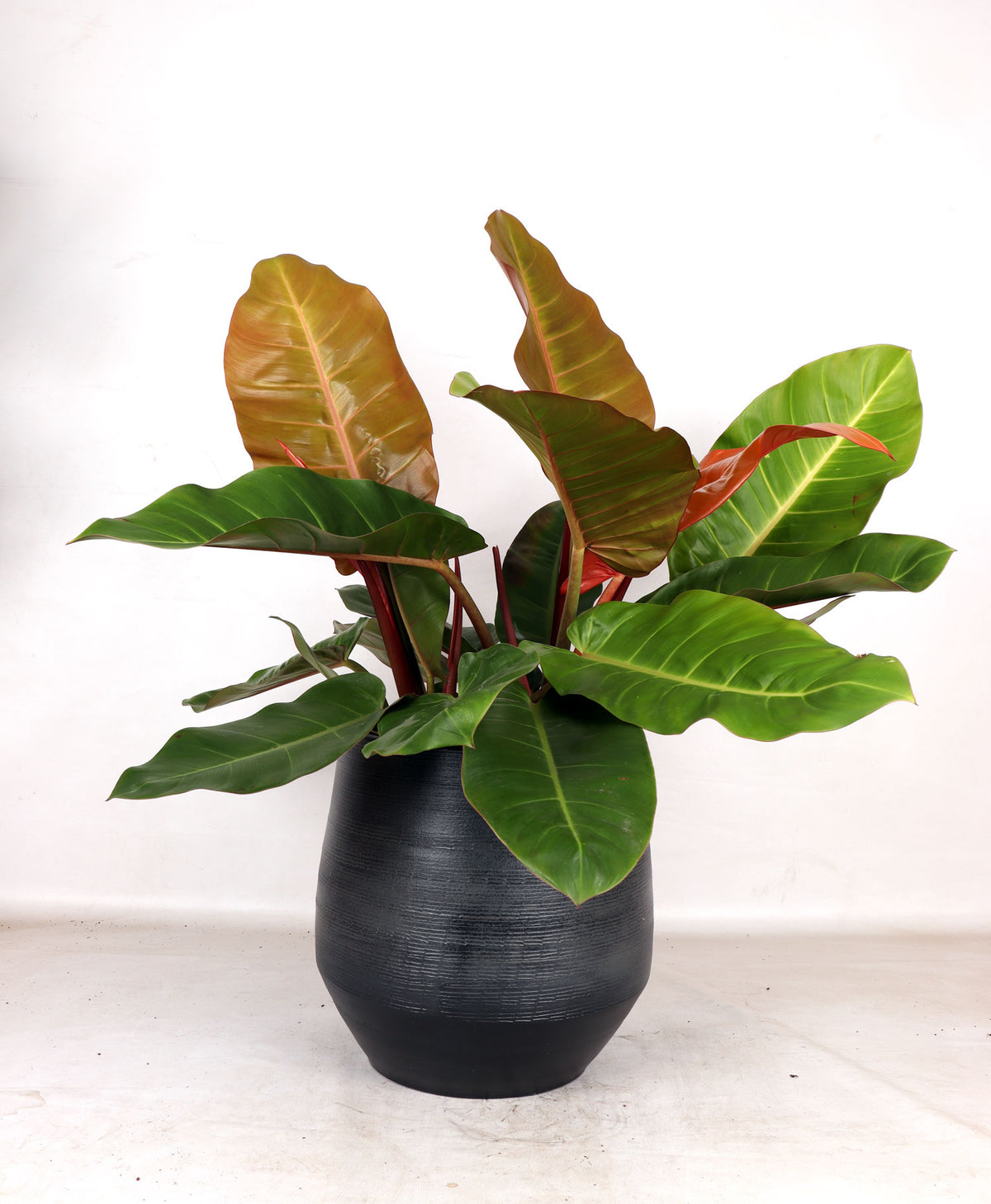 Philodendron Prince of Orange (Baumfreund) (M) inspiratie 1