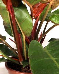 Philodendron Prince of Orange (Baumfreund) (M) inspiratie 2