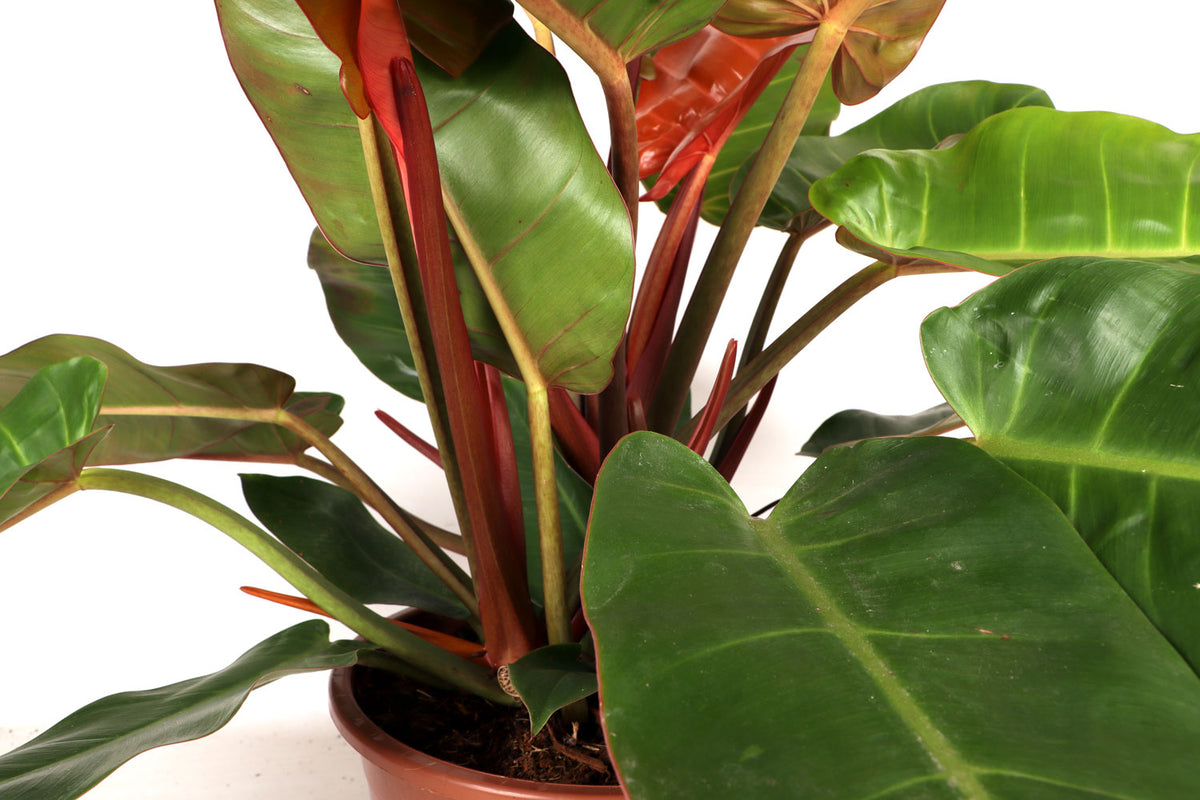 Philodendron Prince of Orange (Baumfreund) (M) inspiratie 2