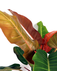 Philodendron Prince of Orange (Baumfreund) (M) inspiratie 3