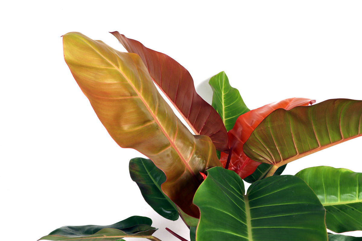 Philodendron Prince of Orange (Baumfreund) (M) inspiratie 3