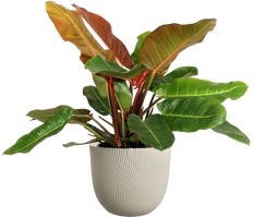 Philodendron Prince of Orange (Baumfreund) (M)