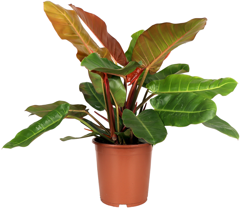Philodendron Prince of Orange (Baumfreund) (M)