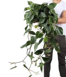 Philodendron scandens (Kletter-Philodendron) (M)