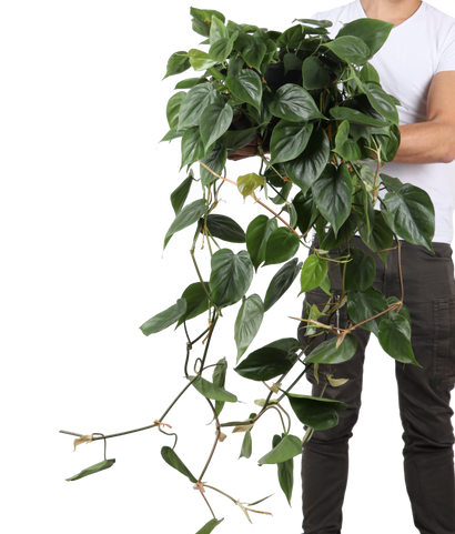 Philodendron scandens (Kletter-Philodendron) (M)