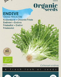 Krause Endivie Grosse Pancalière Samen BIO inspiratie 1
