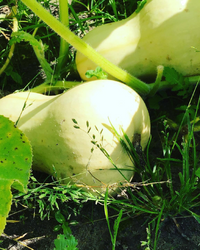 Essbare Kürbis Waltham Butternut Samen BIO inspiratie 2