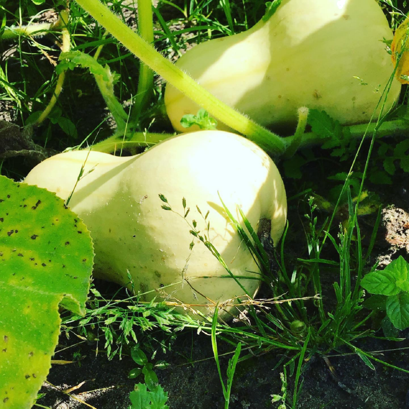 Essbare Kürbis Waltham Butternut Samen BIO inspiratie 2