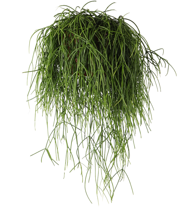 Rhipsalis baccifera (Korallenkaktus) (M)