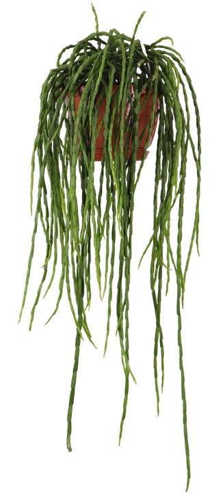 Rhipsalis paradoxa (Korallenkaktus) (s)