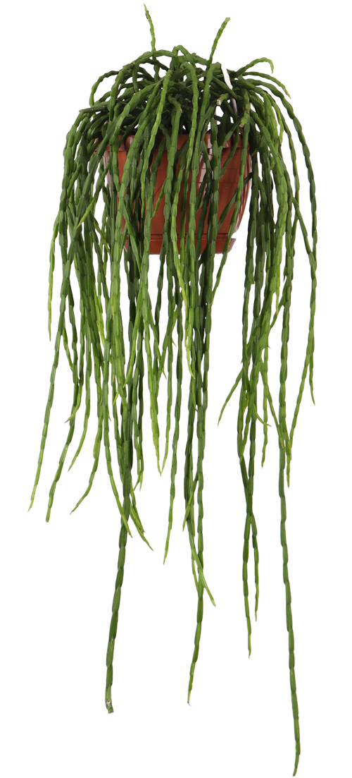 Rhipsalis paradoxa (Korallenkaktus) kaufen