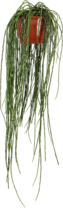 Rhipsalis paradoxa (Korallenkaktus) (M)