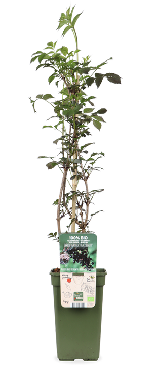 Sambucus nigra 'Black Beauty' (Schwarzer Holunder) (M)