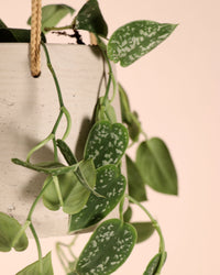 inspiratie-3