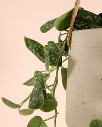 inspiratie-5