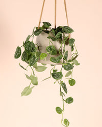 inspiratie-1