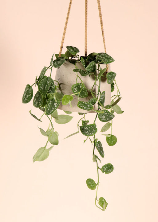 inspiratie