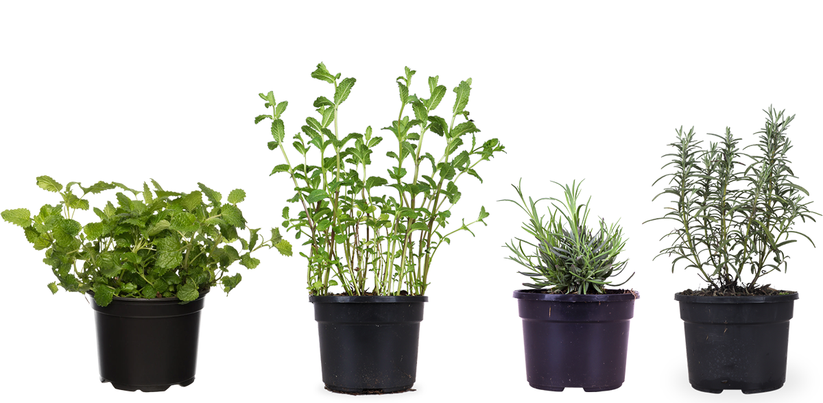 Die Teegenießer - 4 Bio-Teepflanzen