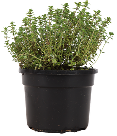 Zitronenthymian (Thymus)