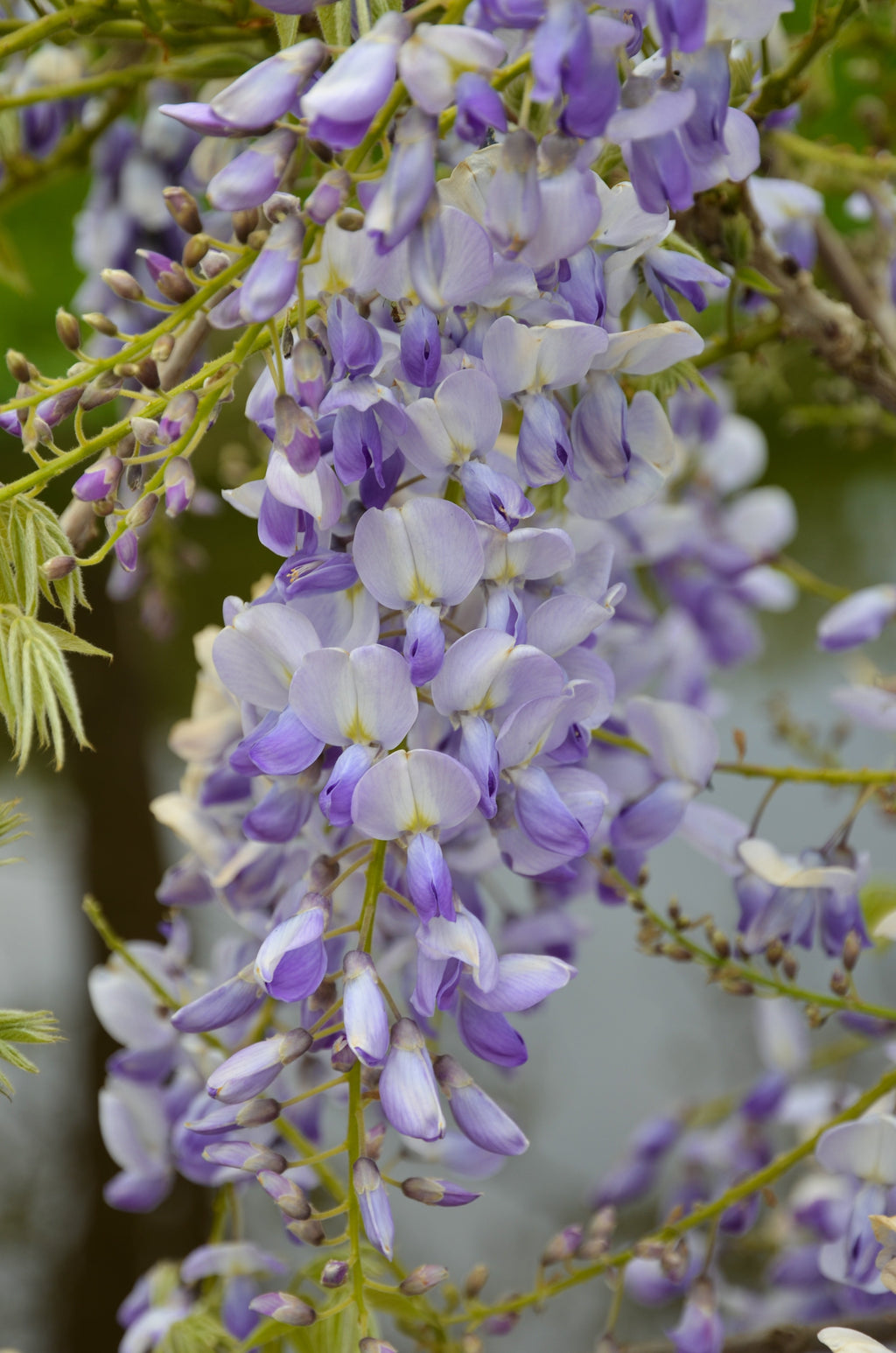 Blauregen (Wisteria sinensis Caroline) kaufen | Schnelle Lieferung nach  Hause