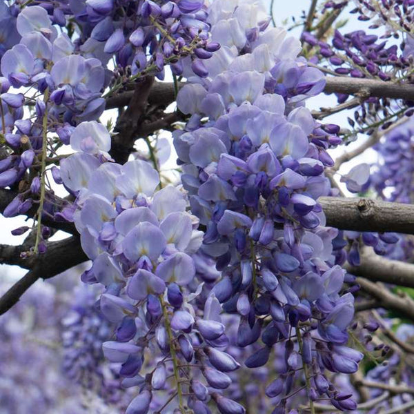Blauregen (Wisteria frutescens) kaufen | Schnelle Lieferung nach Hause