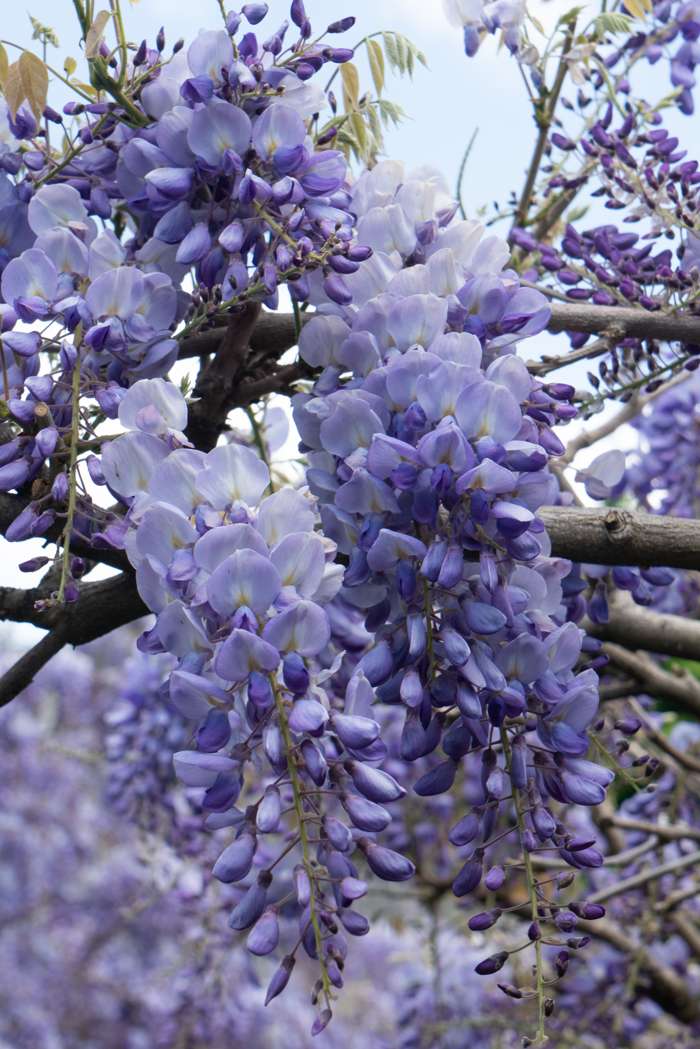 Blauregen (Wisteria frutescens) kaufen | Schnelle Lieferung nach Hause