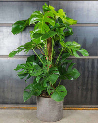 inspiratie-7